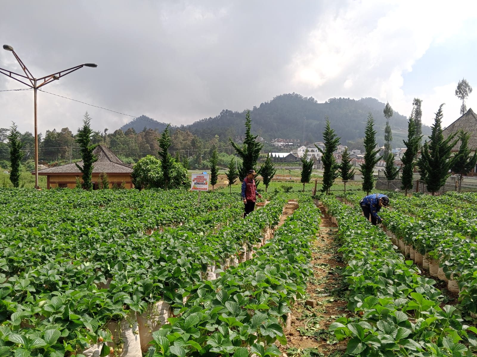 Kebun Strawberry Agro Wisata Wonosobo