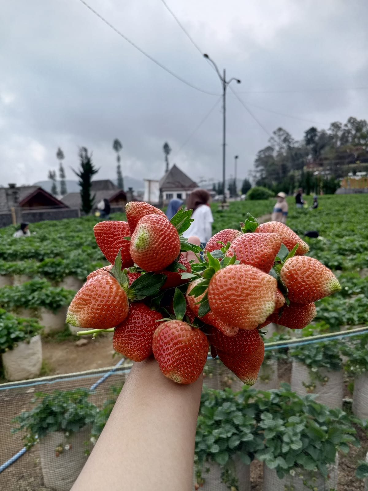 Agro Wisata Strawberry